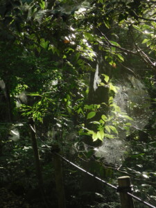 spider webs in the trees