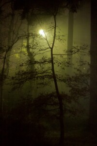 green light through trees