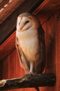 owl on branch