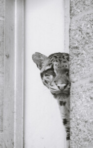 leopard looking at camera