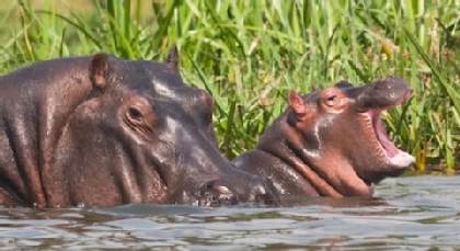 Hippos