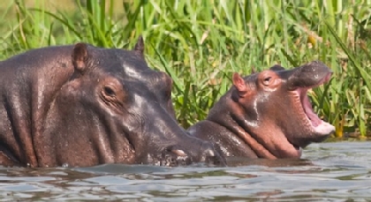 Hippos