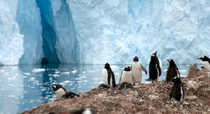 Penguins resting on land next to a glacier