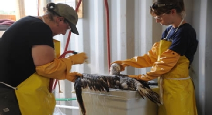 Gulf Coast oil disaster, two workers cleaning oil off bird