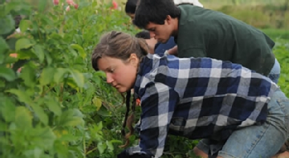 Students working in a garden