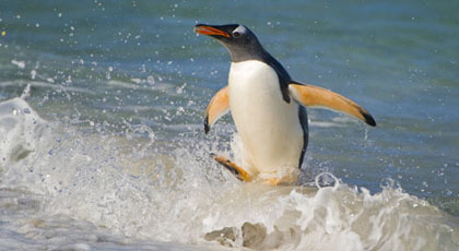 This Gentoo Penguin is one of the largest penguin species and lives in the Falkland Islands.