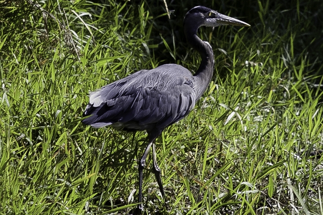 A Blue Heron at Northwest Trek