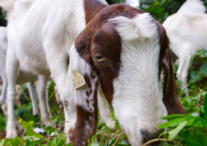 Goat eating brush