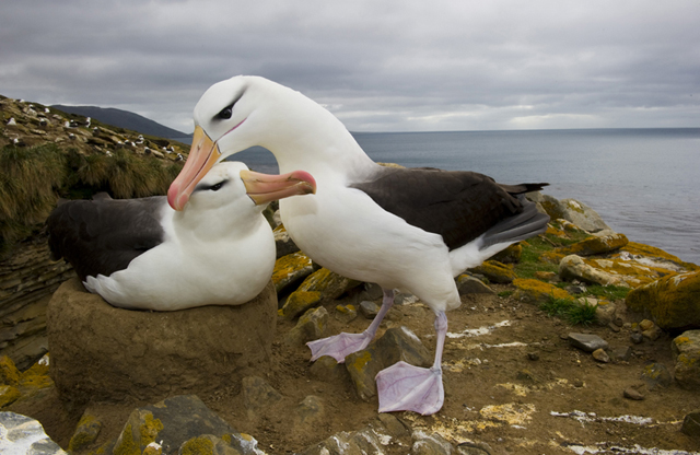 Albatross pari nesting in the Falkland Islands (Photo by Charles Bergman)