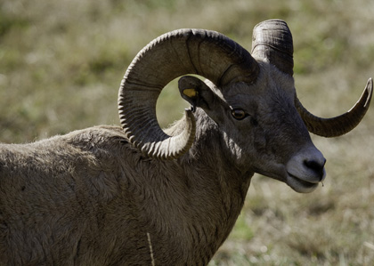 Northwest Trek big horn sheep