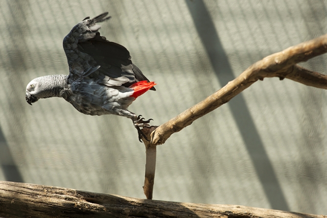 After three years in captivity, an African Grey Parrot flies to freedom. (Photo by Nevis Granum ’14)