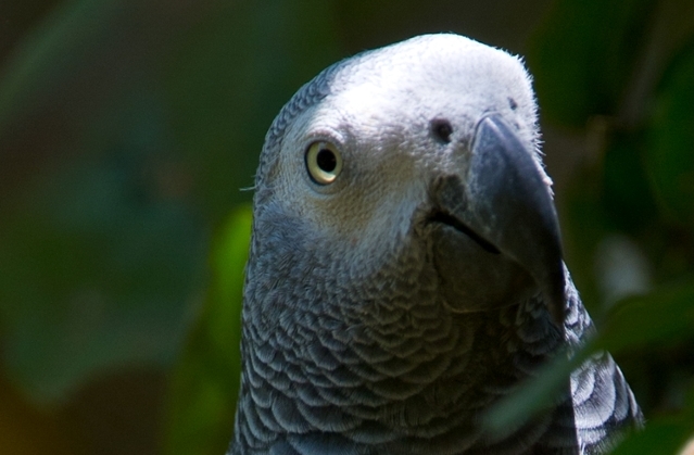 An African Grey Parrot takes stock of a photographer. (Photo provided by PLU Prof. Charles Bergman.)