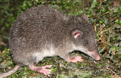 The new species of shrew-opossum, Caenolestes sangay, looks like a large mouse with small ears and a long snout.