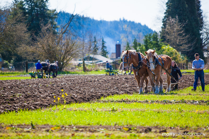 PLU’s men’s basketball team will help horses prepare the fields at the Emergency Food Network’s Mother Earth Farm in Puyallup on April 12. (Photo courtesy of EFN)