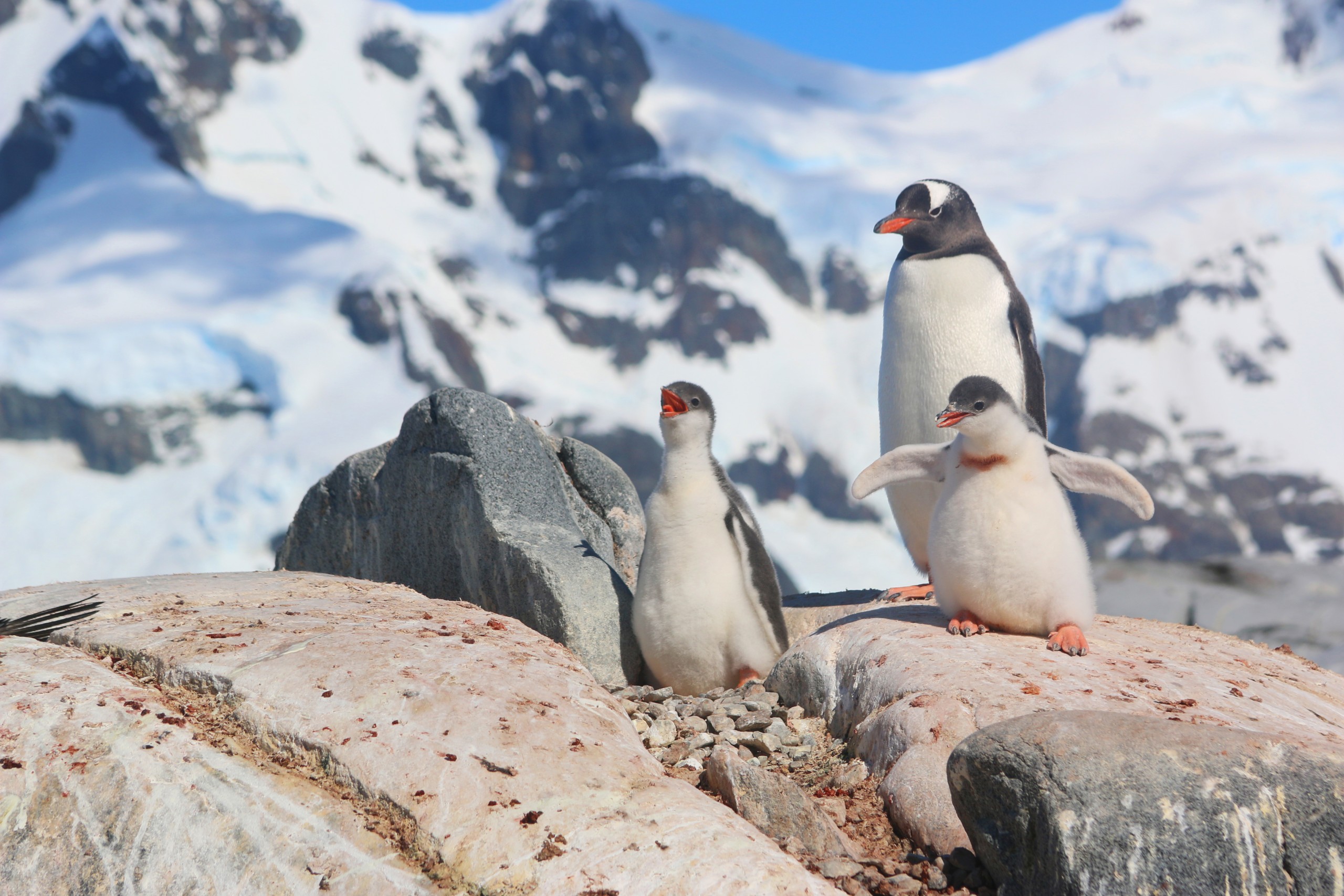 Peter Rise’s photo of the tuxedoed residents of Petermann Island, Antarctica, won third place in Natural Landscapes & Seascapes.