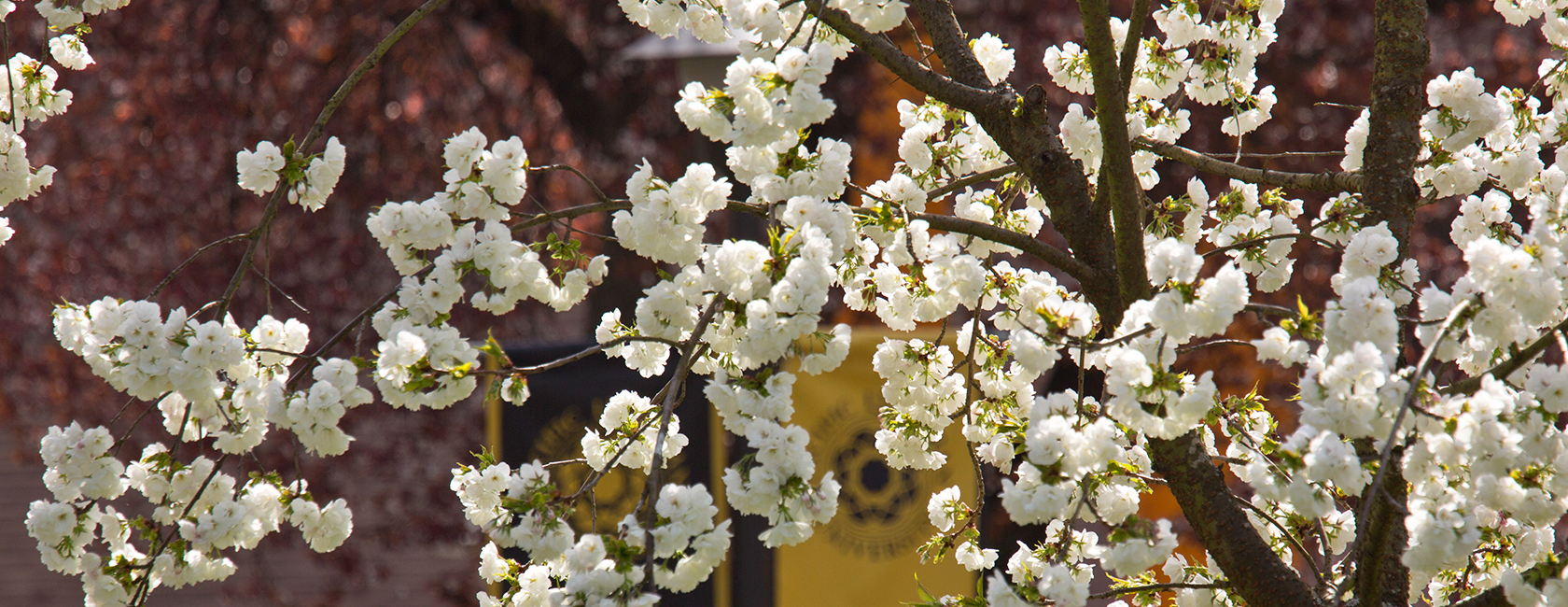 Spring day with white cherry blossums