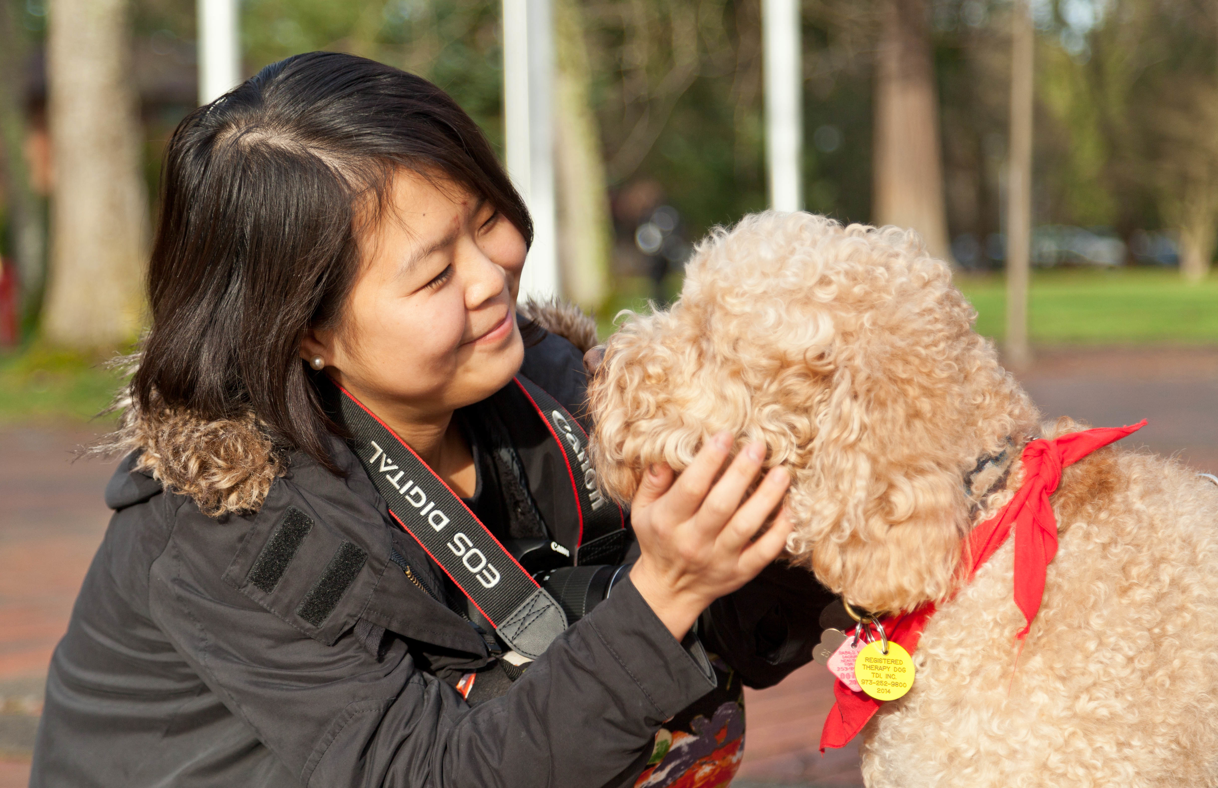 Shunying Wang with Fozzie Bear one of the therapy dogs helping take away stress for leading into finals week at PLU on Friday, Dec. 12, 2014. (Photo/John Froschauer)