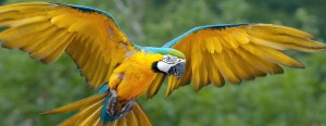 parrot-banner