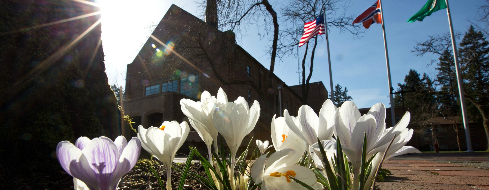 Karen Hille Phillips center behind the crocus blooming on a sunny spring day at PLU on Wednesday, March 4, 2015. (Photo/John Froschauer)