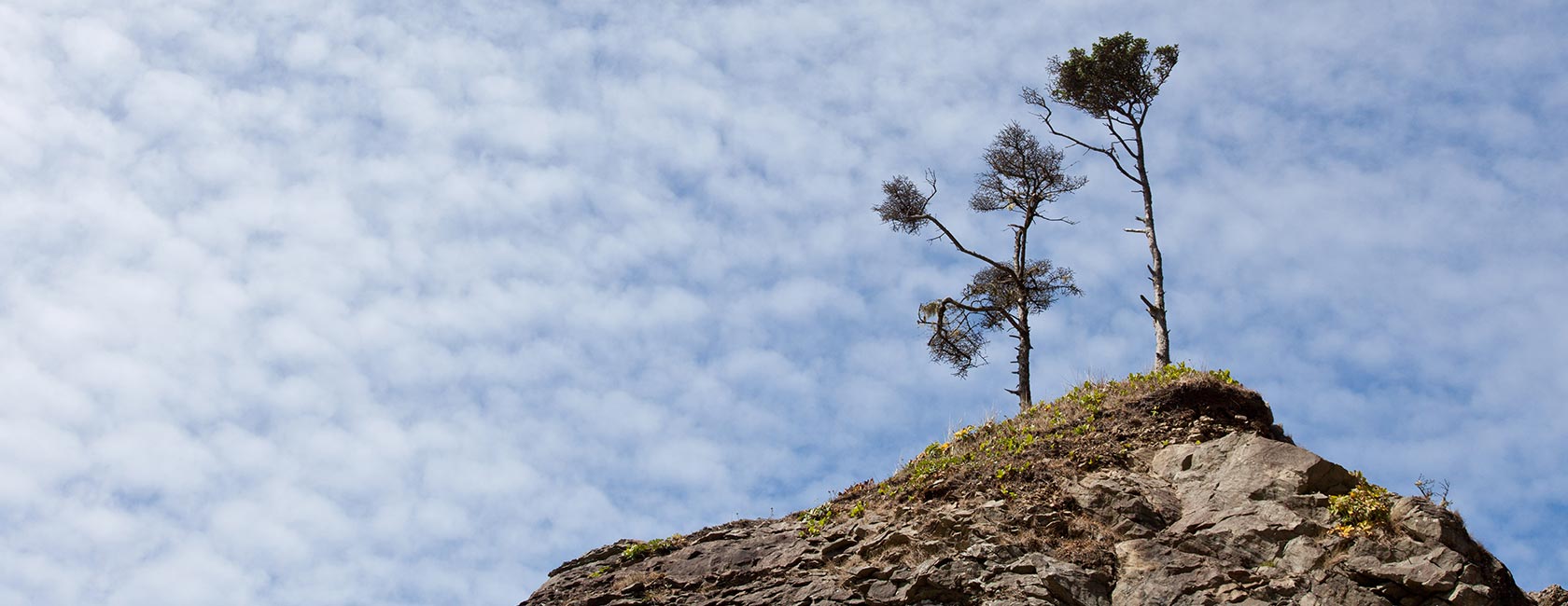 Two trees at the top of a rock