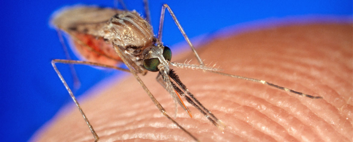 Mosquito biting skin