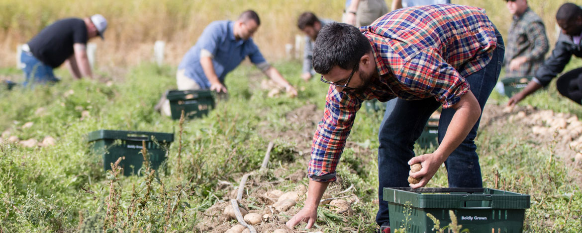 picking potatoes