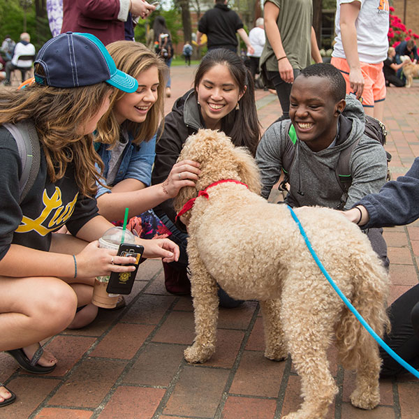 Therapy dogs visiting students at PLU