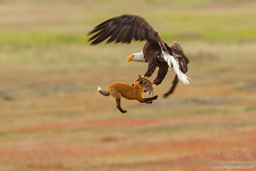 An eagle dive-bombs a fox to snatch its prey. The image was one of many that went viral. (Photo by Kevin Ebi '95, livingwilderness.com)