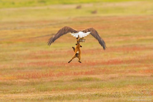 An eagle dive-bombs a fox to snatch its prey. The image was one of many that went viral. (Photo by Kevin Ebi '95, livingwilderness.com)