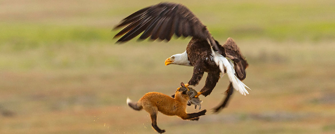 An eagle dive-bombs a fox to snatch its prey. The image was one of many that went viral. (Photo by Kevin Ebi '95, livingwilderness.com)