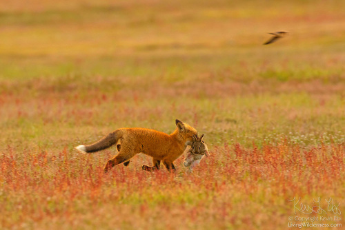 Red Fox With European Rabbit, San Juan Island National Historical Park, Washington A fox runs from a dive-bombing eagle before the bird snatches its prey. The image was one of many that went viral. (Photo by Kevin Ebi '95, livingwilderness.com)