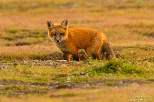 A young red fox looks out from a burrow in the prairie at San Juan Island National Historical Park on San Juan Island. It's one of many images that went viral. (Photo by Kevin Ebi '95, livingwilderness.com)