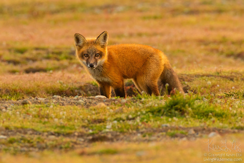 Red Fox Looking Out From Burrow, San Juan Island National Historical Park, Washington A young red fox looks out from a burrow in the prairie at San Juan Island National Historical Park on San Juan Island. It's one of many images that went viral. (Photo by Kevin Ebi '95, livingwilderness.com)