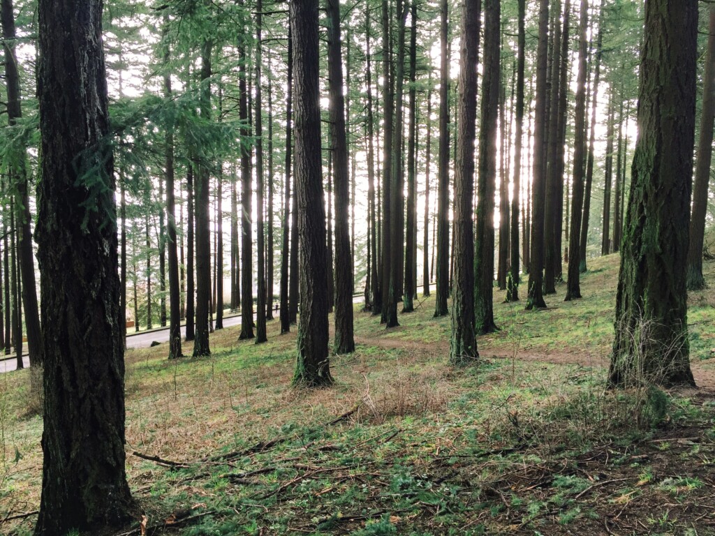Processed with VSCO with k1 preset Trees, moss, and a glimmer of sunset in Mount Tabor Park in Portland, Oregon