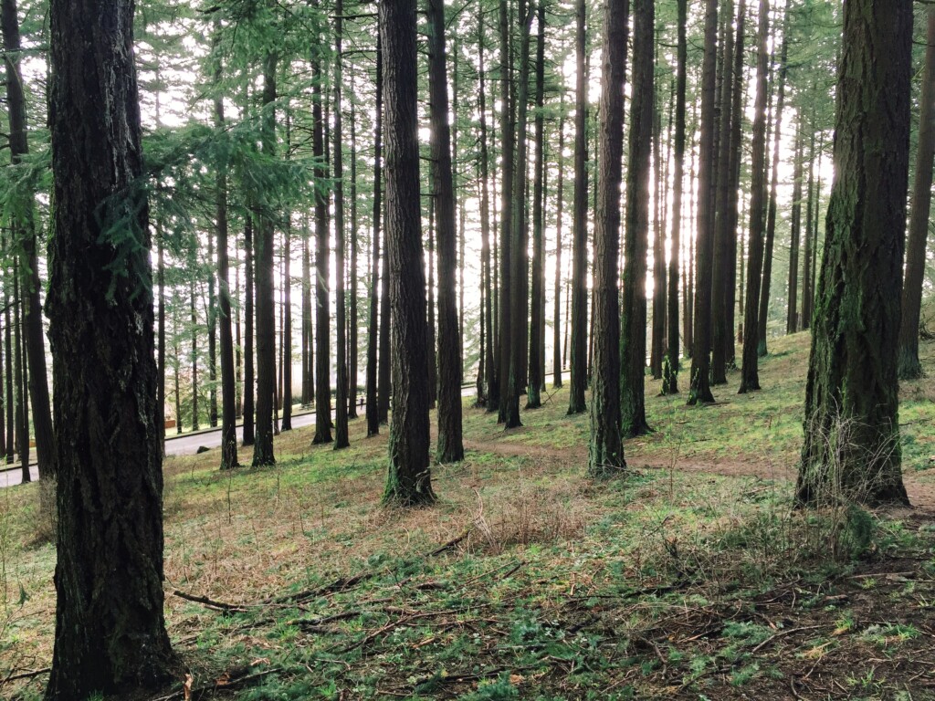 Trees, moss, and a glimmer of sunset in Mount Tabor Park in Portland, Oregon