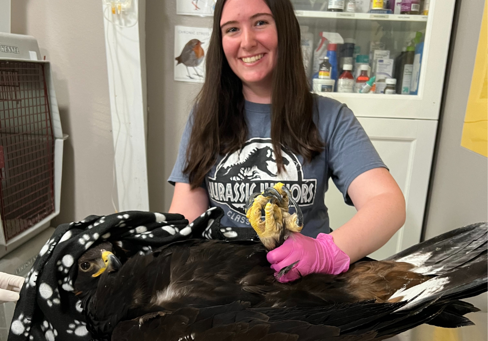 PLU student weighing a golden eagle on a scale.
