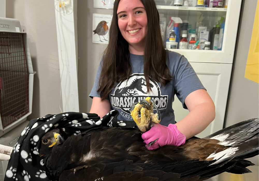 Breana_Downs_image_67229697 PLU student weighing a golden eagle on a scale.