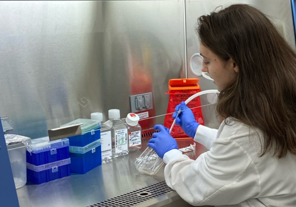 PLU Student working with cells in a biohazard fume hood.