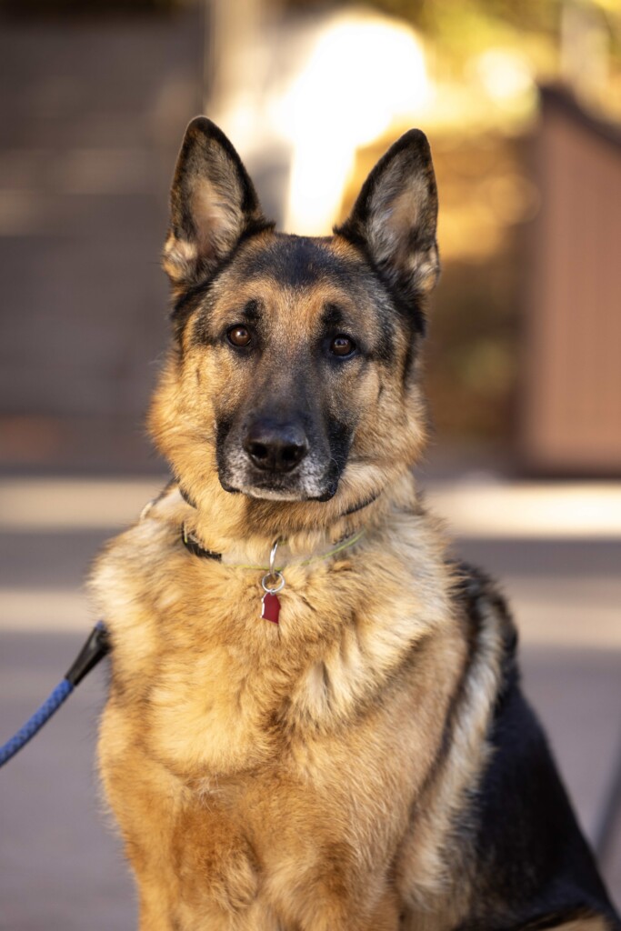 SAB_7865-full (1) A german shepherd dog looks at the camera.