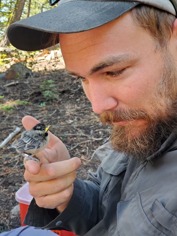 Sonnenberg poses with mountain chickadees as part of his PhD research in the Sierra Nevada Mountains.
