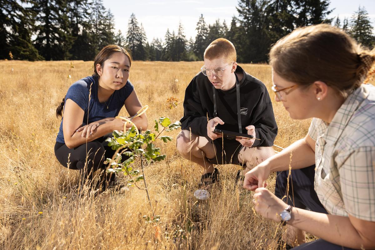 20260714_SB_NSSURP-Resolute-Research_002-medium Ayre Takamoto ’28 (left), Corban Piper '28 (center), and Dr. Olivia Cope (right), closely examine an aspen sapling at PLU. (PLU Photo / Sy Bean)