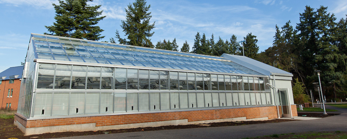 Greenhouse in the sunshine