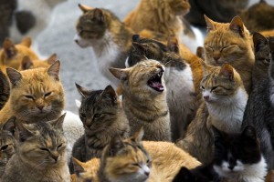 Cats on Aoshima Island