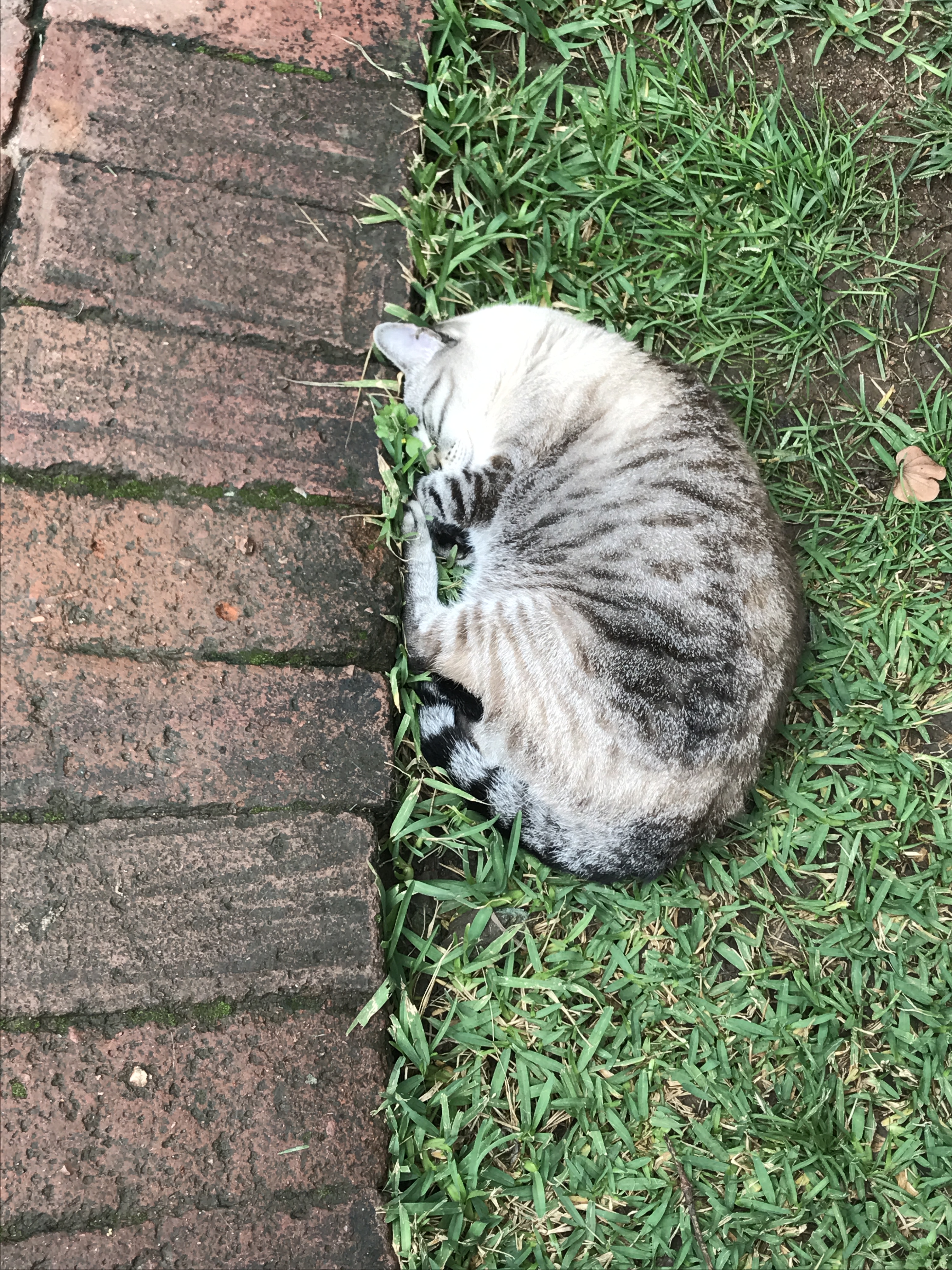 Huicha echando la siesta