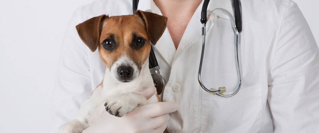 up close photo of vet holding dog