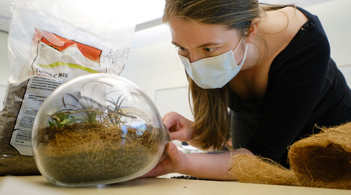 A PLU student working their biosphere project. The student is wearing a mask and carefully lifting the glass biosphere.