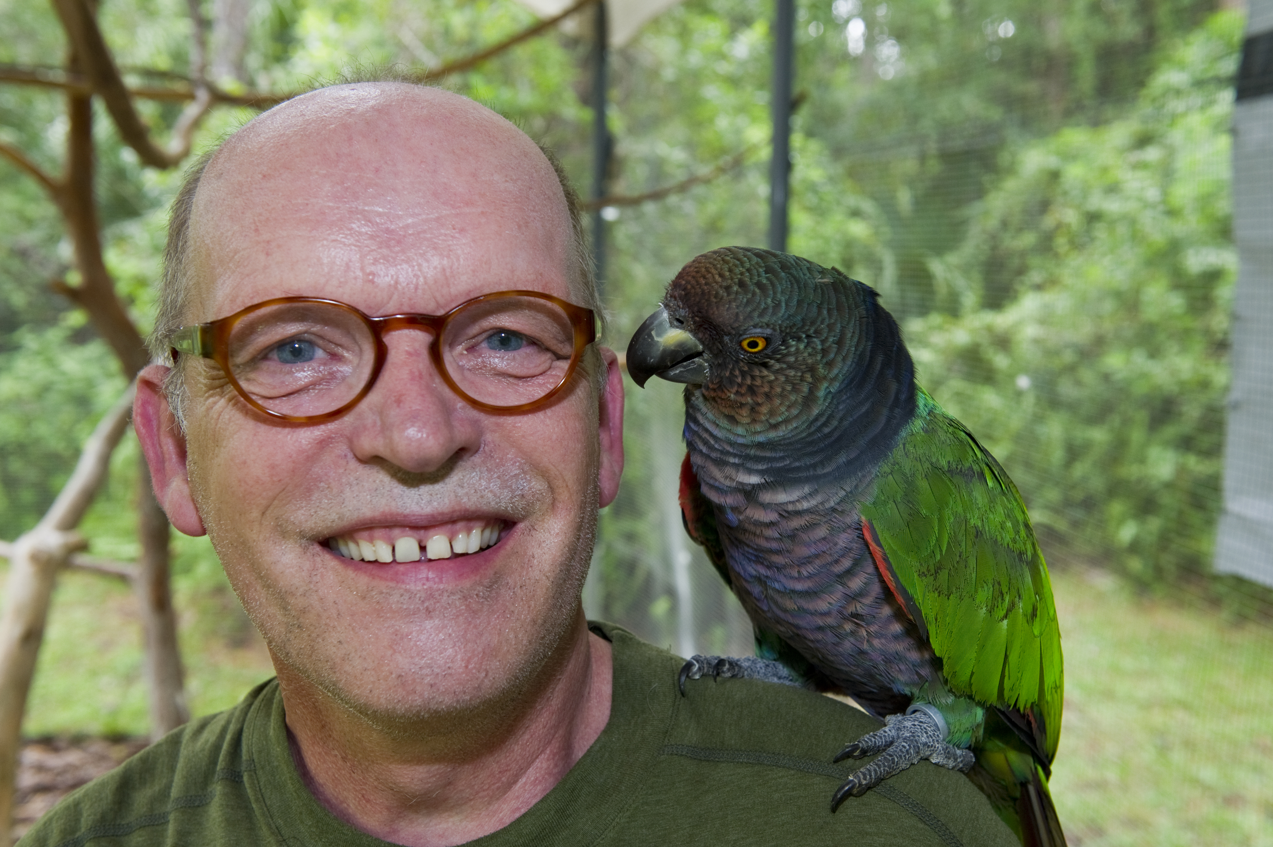 Bergman--Imperial Parrot--Rare Species Foundation 1