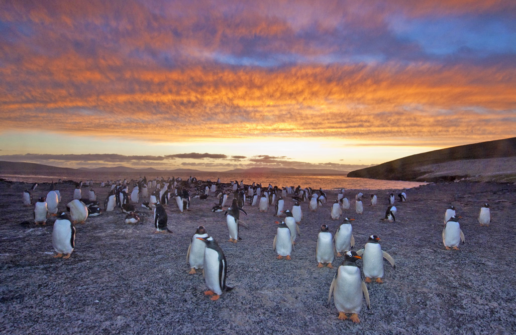 Gentoo Penguins--Neck--Colony at Sunset