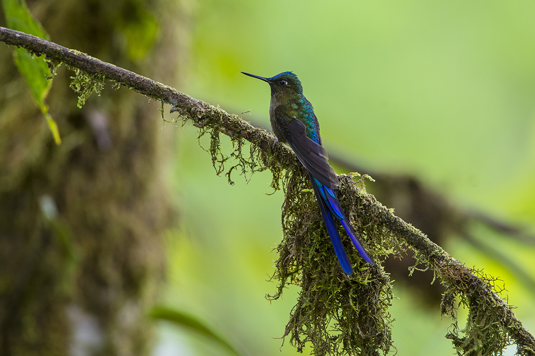 Hummingbird--Violet-tailed Sylph--Angel Paz