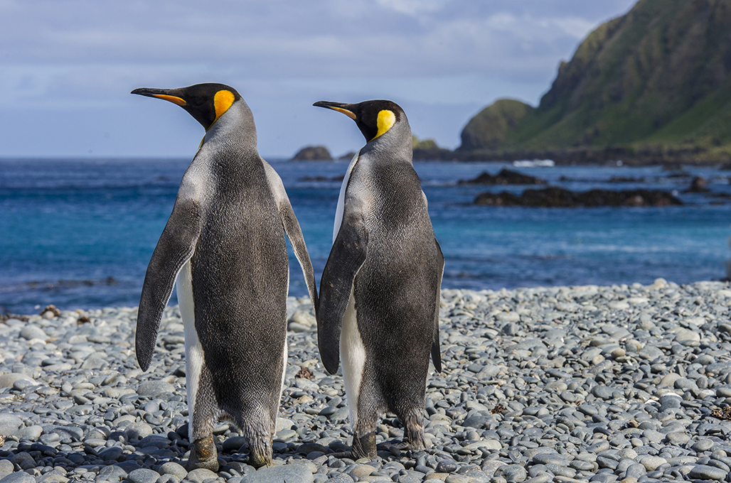 King Penguin--Pair Holding Hands--Macquarie